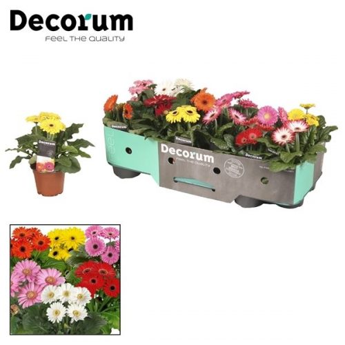 Gerbera mix	gerbera belicht 3+ bl. 10cm kraag	-	12	-	Adet