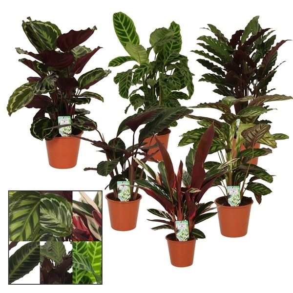 Calathea mix 1 Calathea mix