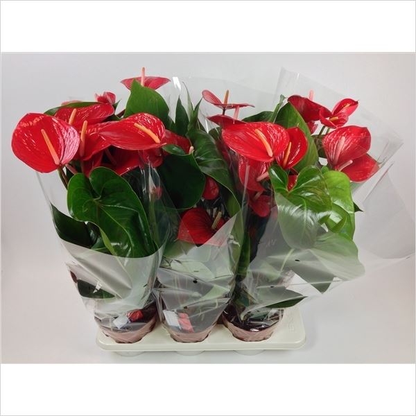 Anthurium andr. princess alexia rood