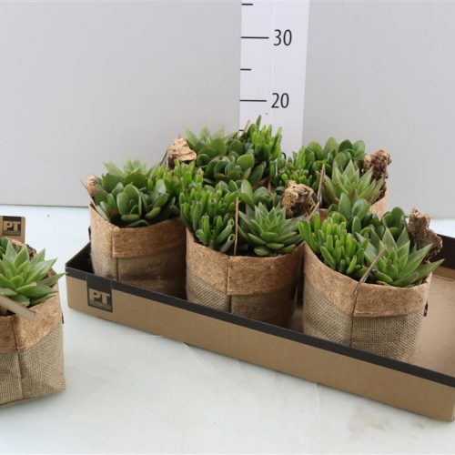 Vetplanten arrangement	-	6	-	Adet