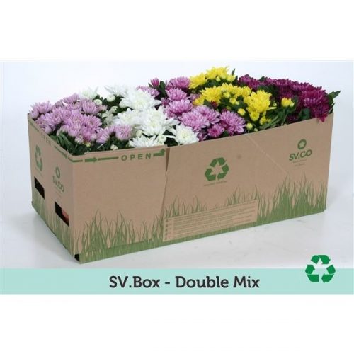 Chrysanthemum ind. mix double