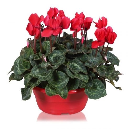 Cyclamen ton sur ton in rode schaal