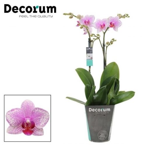 Phalaenopsis multiflora rotterdam