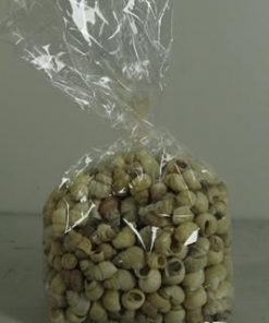 Shell Umachi (500gr) - Decoratiemateriaal (h%)