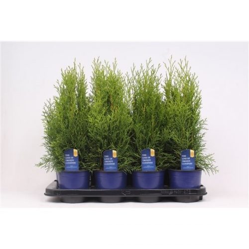 Thuja occ. smaragd