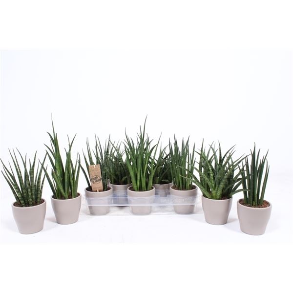 Sansevieria cylindrica mix luxe salmxk09c