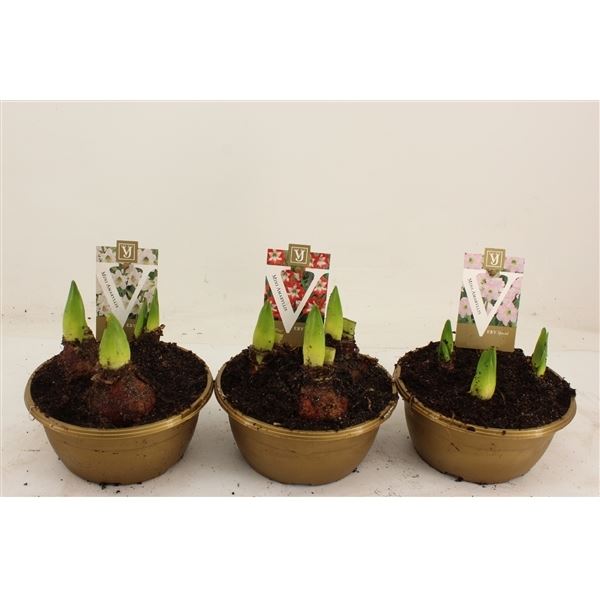 Hippeastrum colibri rascal mix
