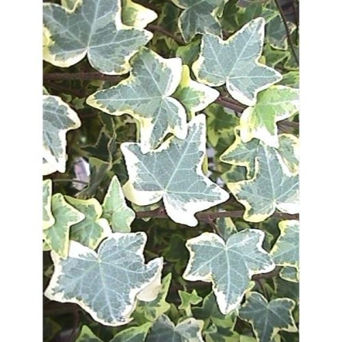 Hedera helix goldchild