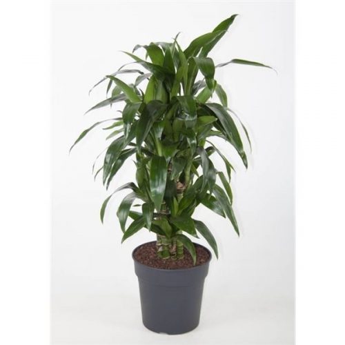 Dracaena fragr. lisa
