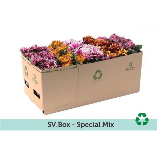 Chrysanthemum ind. mix special