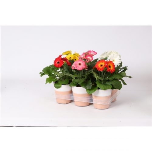 Gerbera mix