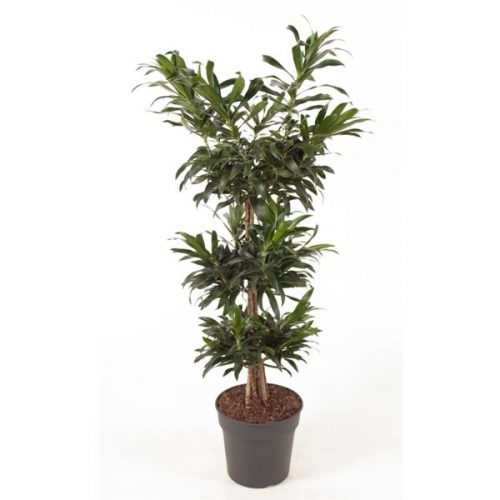 Dracaena reflexa