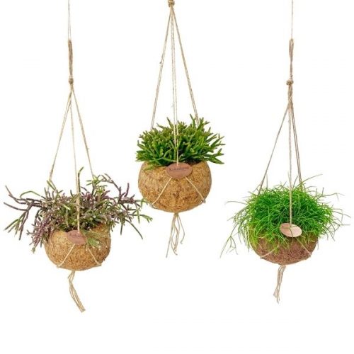 Kokodama rhipsalis mix kds15rhipm