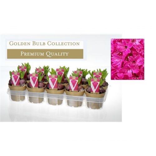 Hyacinthus orientalis jan bos