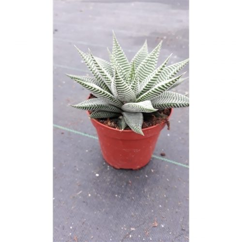 Haworthia spider white