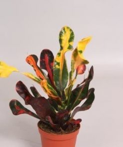 Codiaeum variegatum mammi