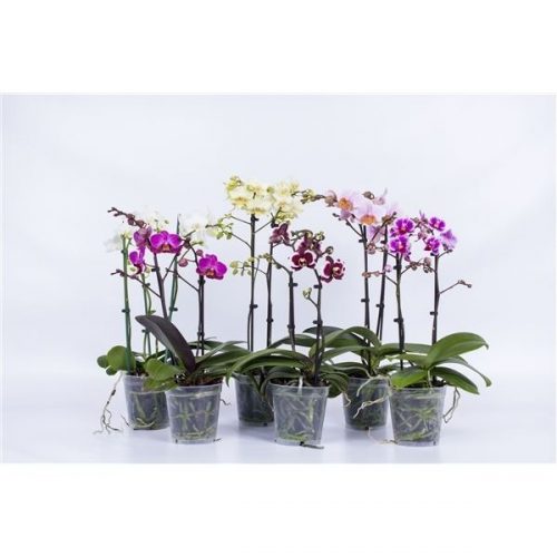 Phalaenopsis multiflora mix