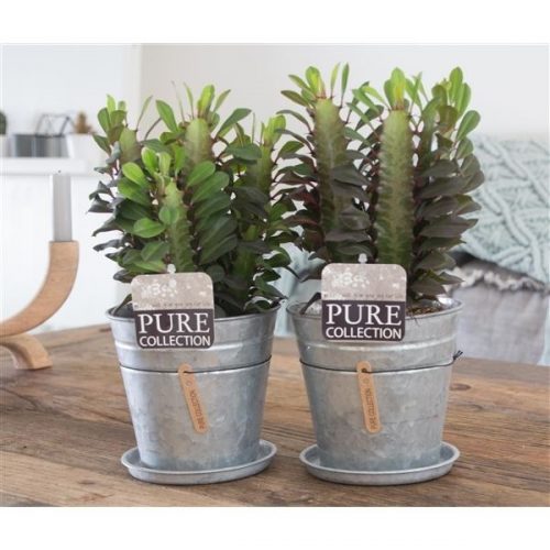 Euphorbia trigona rubra