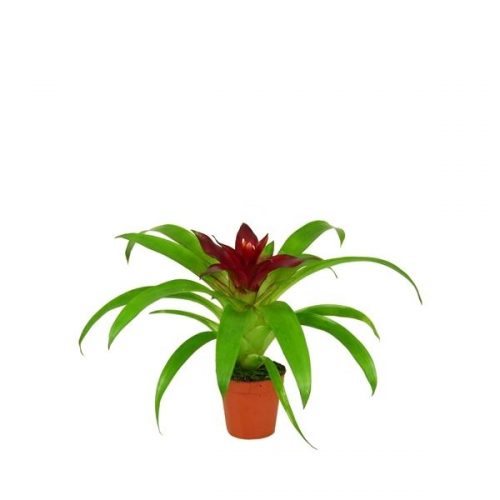 Guzmania intro