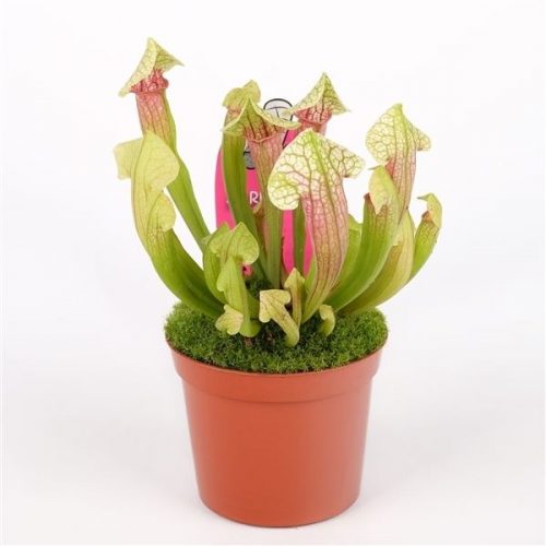 Sarracenia eva