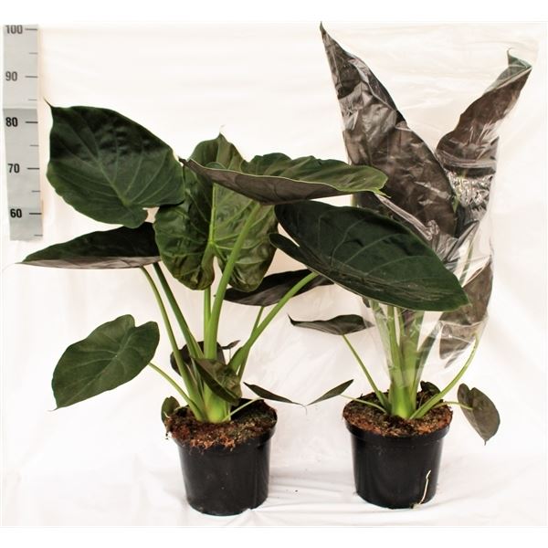 Alocasia wentii 1 Alocasia wentii
