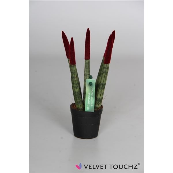 Sansevieria cylindrica spaghetti velvet svt06zk11 1 Sansevieria cylindrica spaghetti velvet svt06zk11