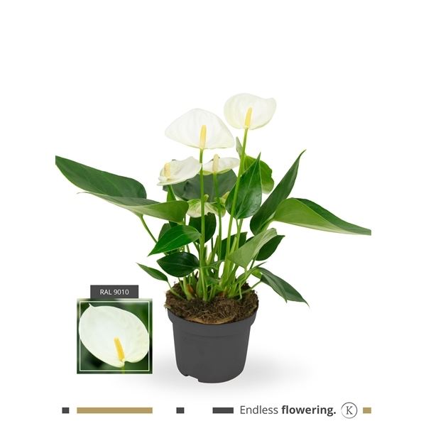 Anthurium andr. elido 1 Anthurium andr. elido