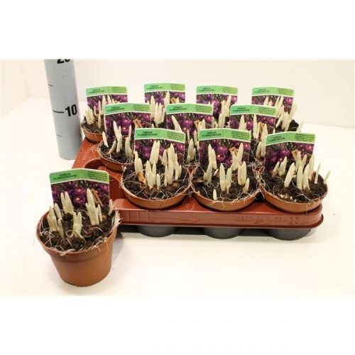 Crocus vernus flower record