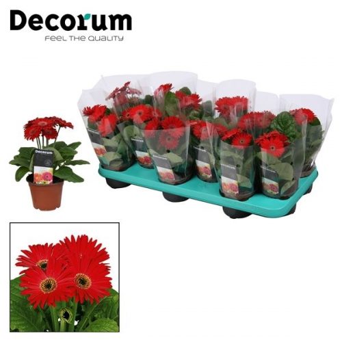 Gerbera rood