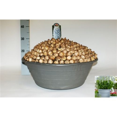 Muscari pepper mint