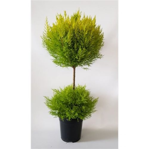 Cupressus macr. goldcrest wilma