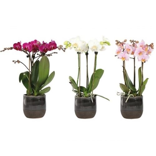 Phalaenopsis multiflora kolibri mix 13860