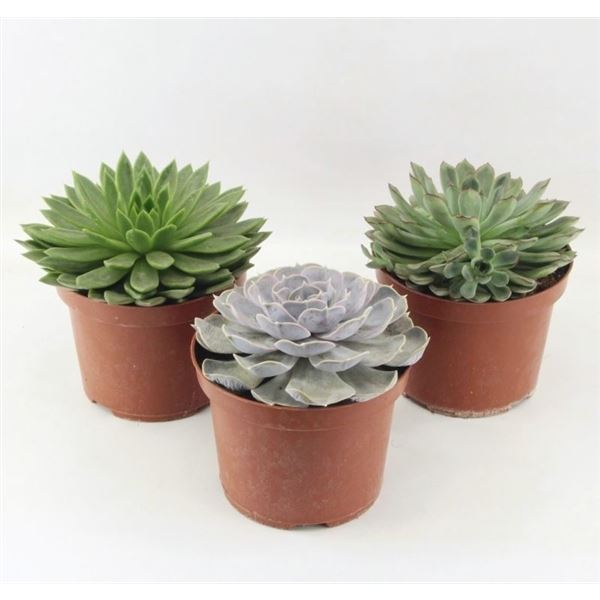 Echeveria mix