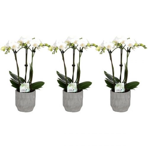 Phalaenopsis multiflora kolibri wit