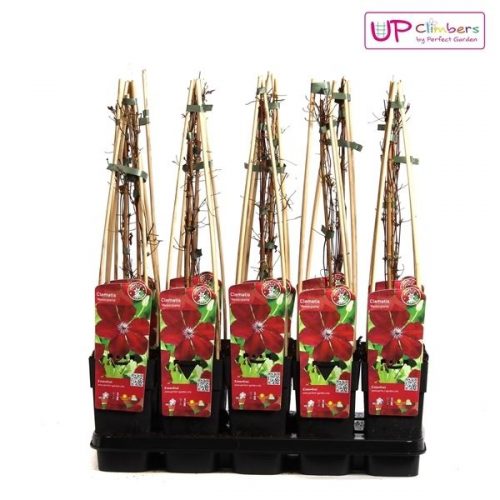 Clematis westerplatte