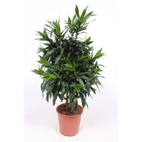 Dracaena reflexa