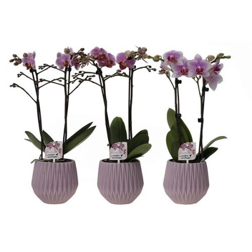 Phalaenopsis multiflora kolibri roze 12960pi
