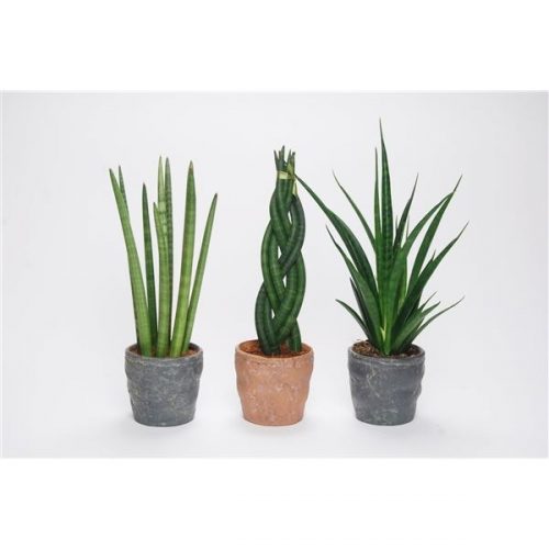 Sansevieria mix keramiek durban
