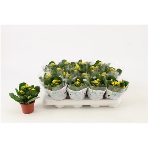 Kalanchoe calanday geel