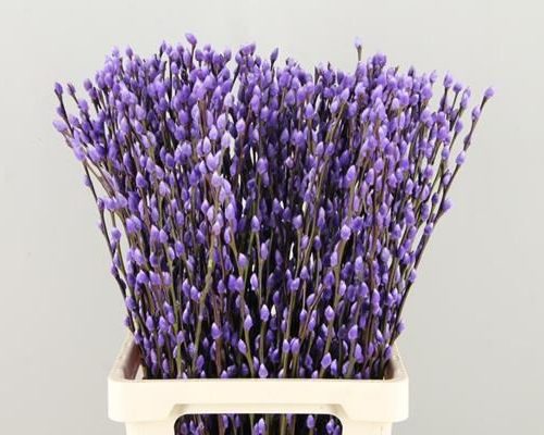 Salix Wilgenkatjes Pnt. Milka - Salix verf