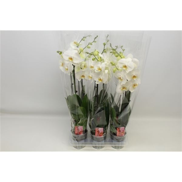 Phalaenopsis dame blanche 1 Phalaenopsis dame blanche