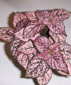 Hypoestes rose