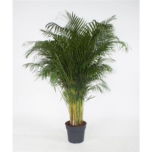 Dypsis lutescens