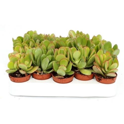 Crassula ovata argenthea ovata505 - Para Ağacı - 20 Adet