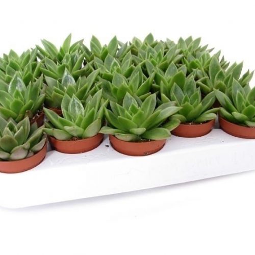 Echeveria agavoides - 20 Adet