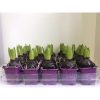 Hyacinthus purple sensation - 24 Adet 1