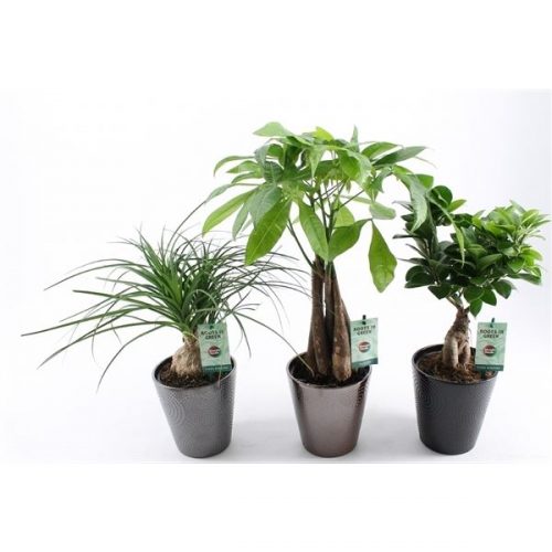 Kamerplanten mix asia