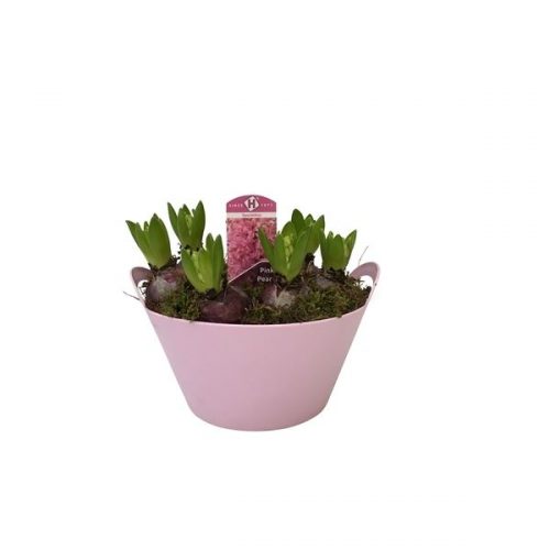 Hyacinthus orientalis pink pearl ghoutdoo