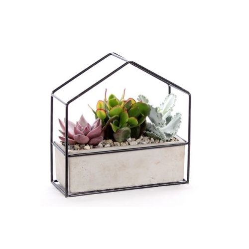 Succulenten mix huissuc