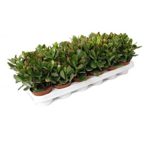 Crassula ovata sunset sun508